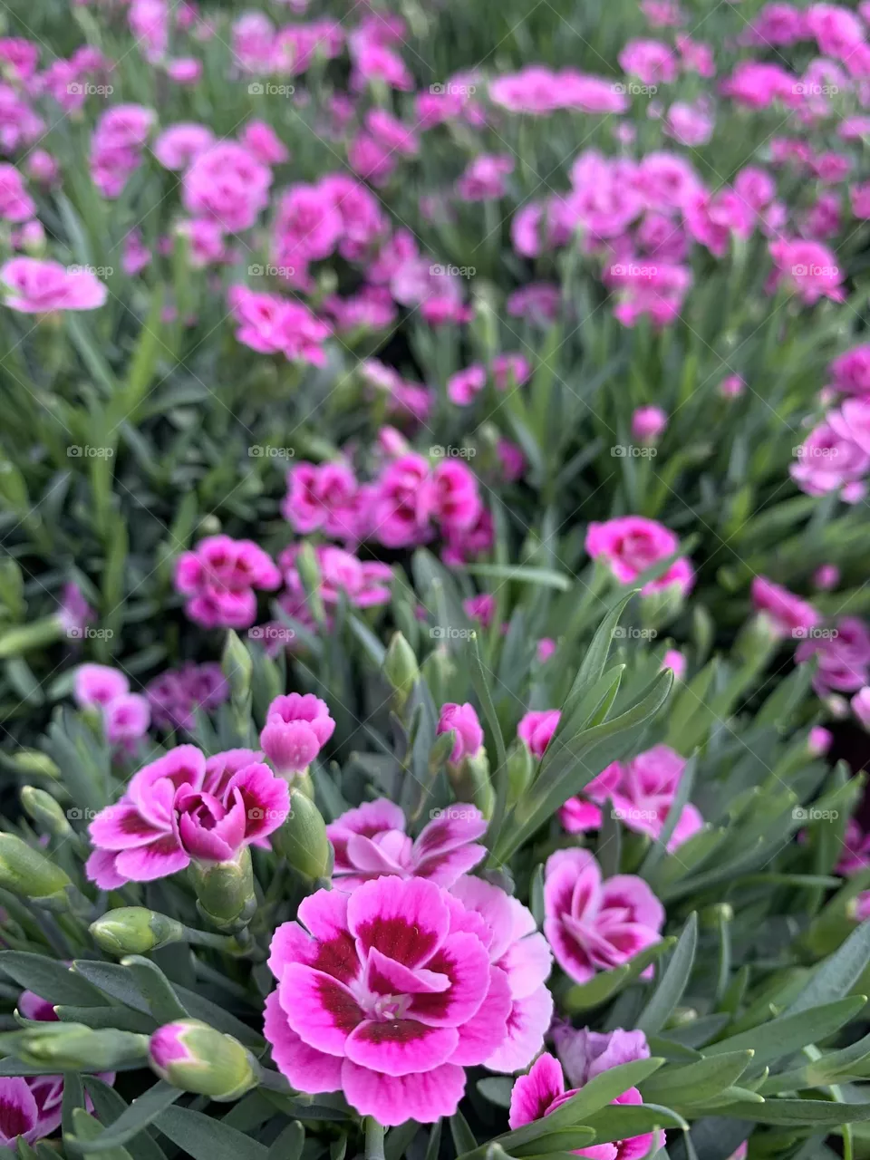 Rose Carnations 