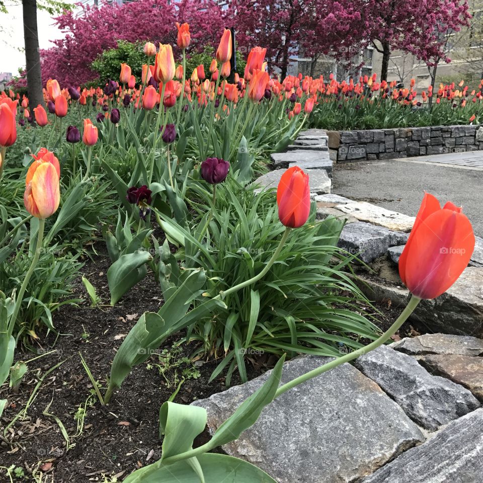 Spring flowers