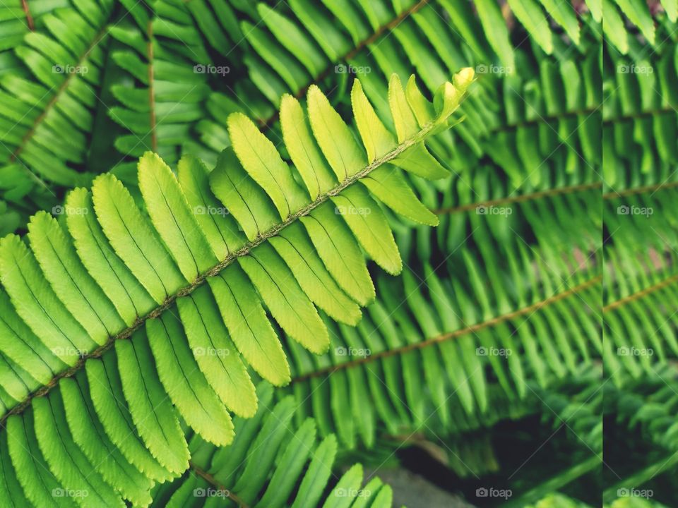 leaves