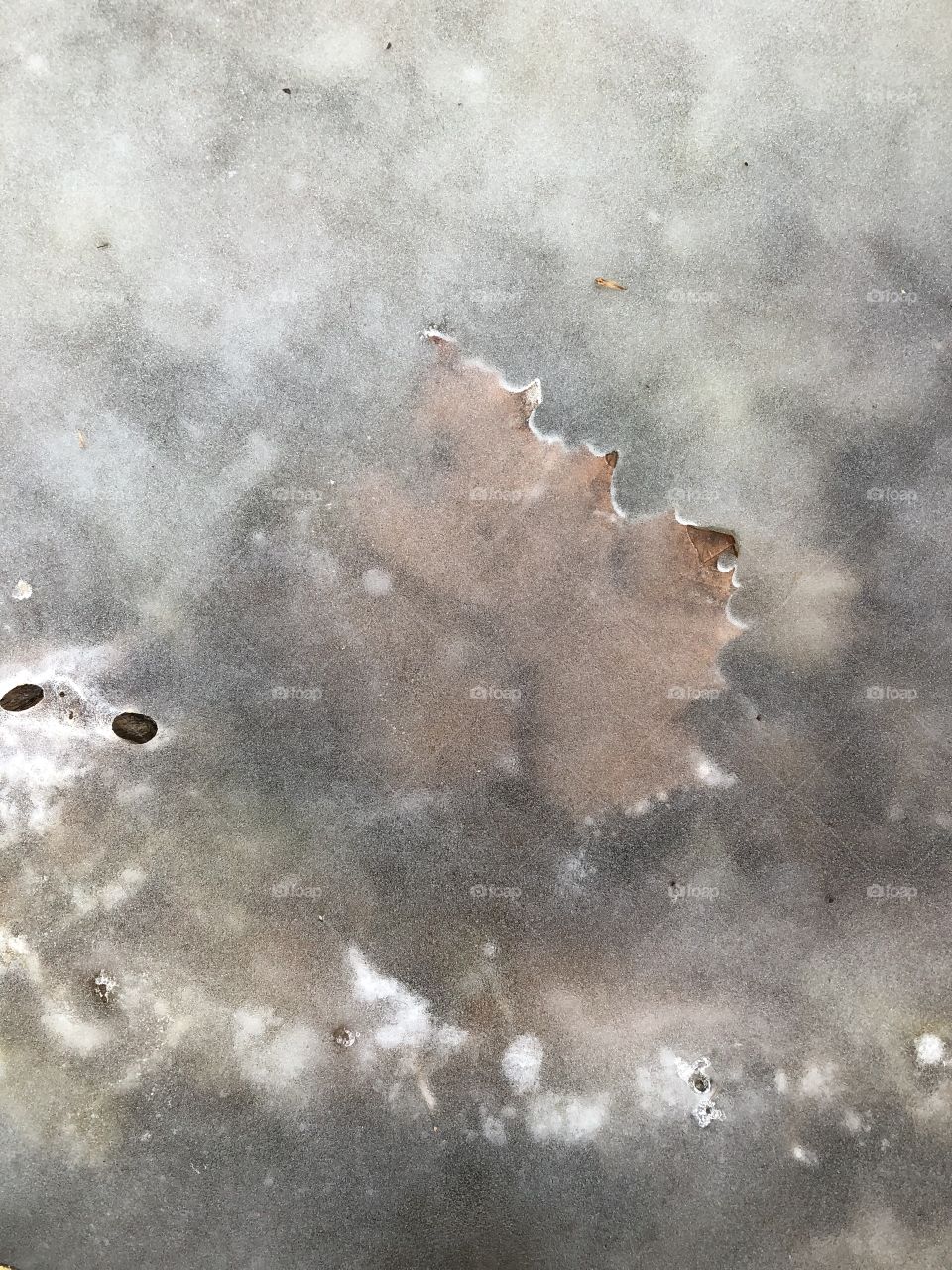 A large leaf protrudes slightly from the glassy, translucent ice on the forest floor