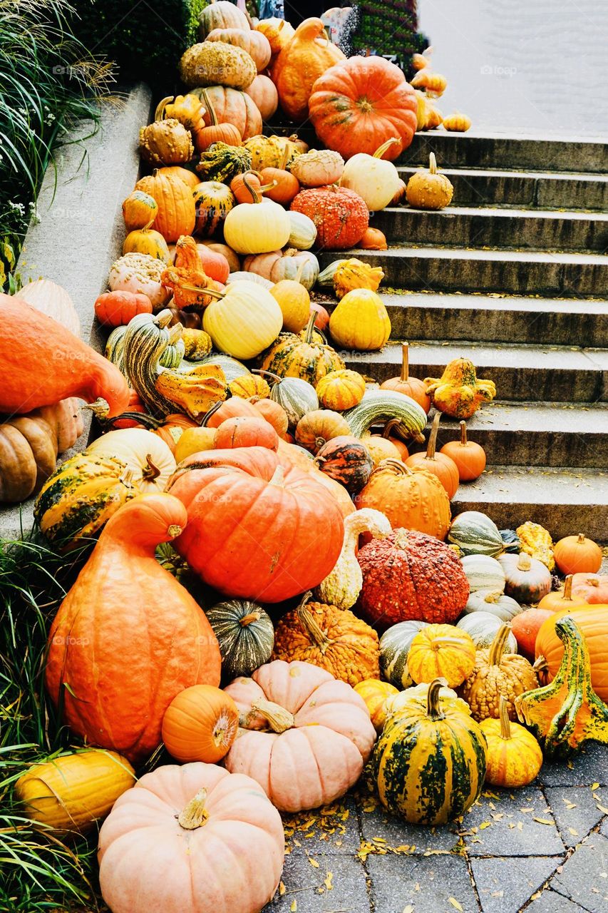 A plethora of pumpkins in a kaleidoscope of fall colors. 