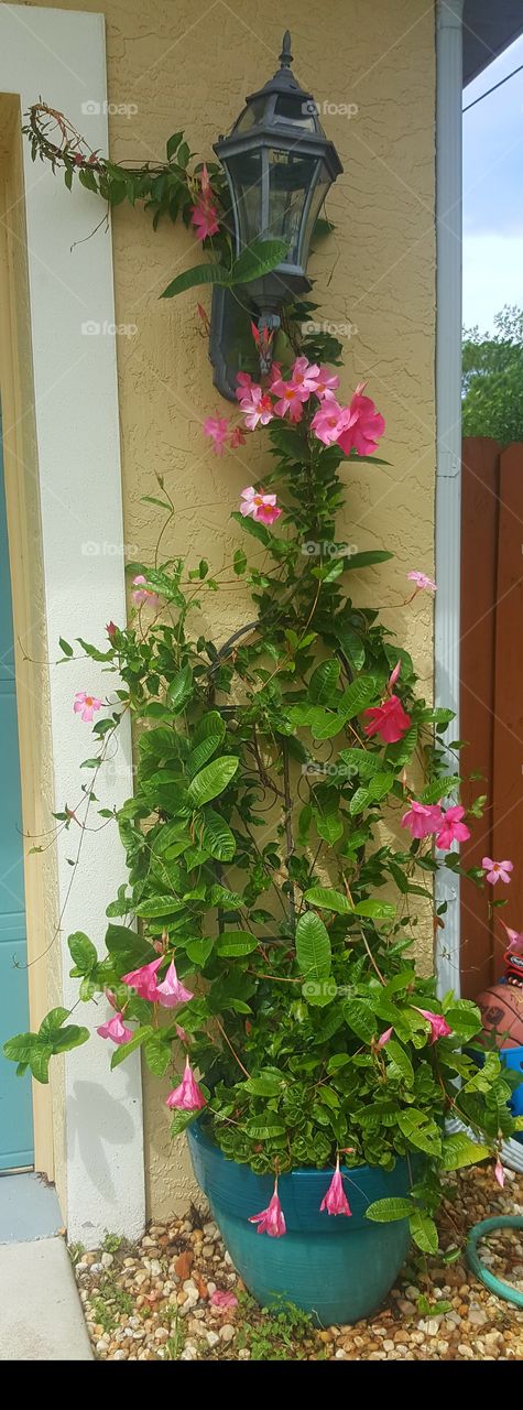 A potted flowering plant grows large. It grows upward and wraps around a light fixture.