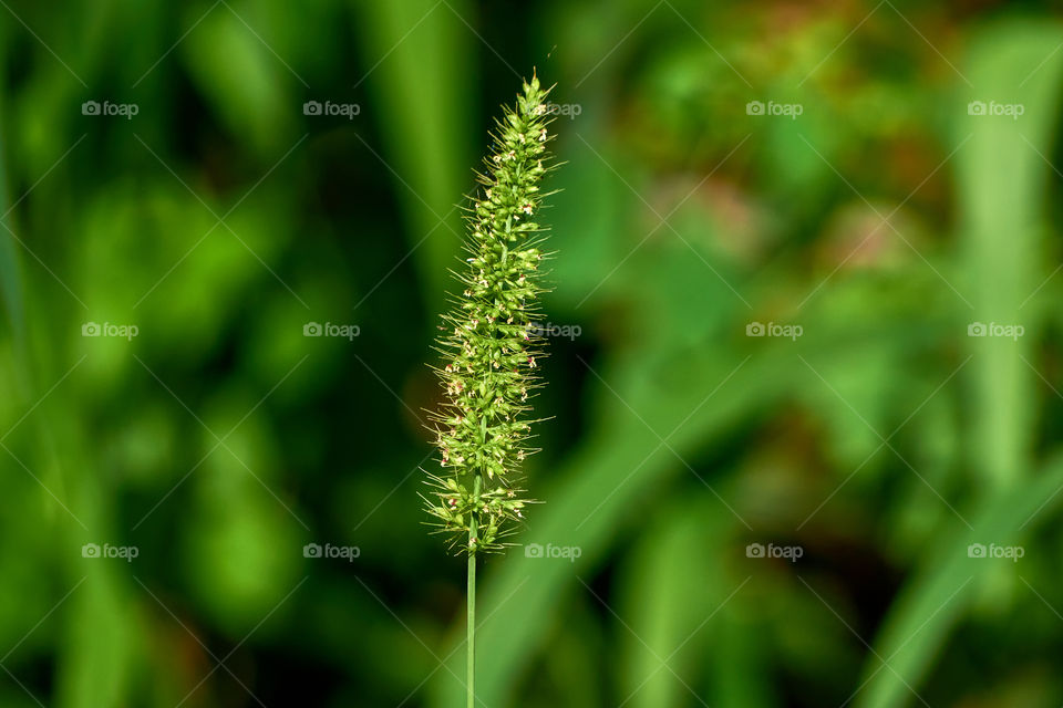 Wild foxtail millet - green bristlegrass