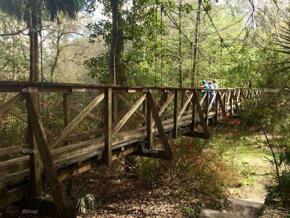 People standing on a bridge in a park looking at the natural scenery