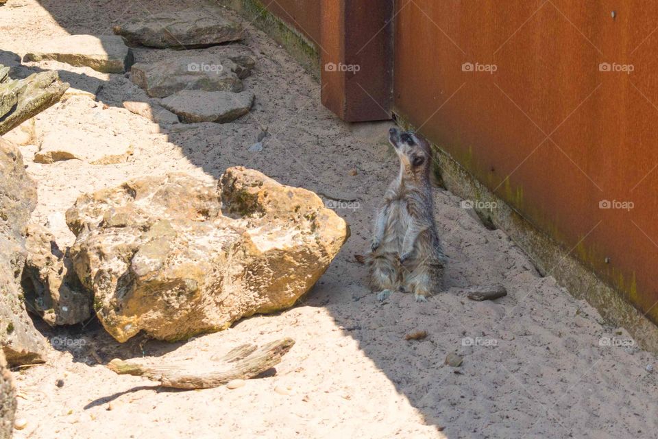A suricata or meerkat standing on its feet, watching around. Cabárceno Nature Park, Cantabria, Spain.