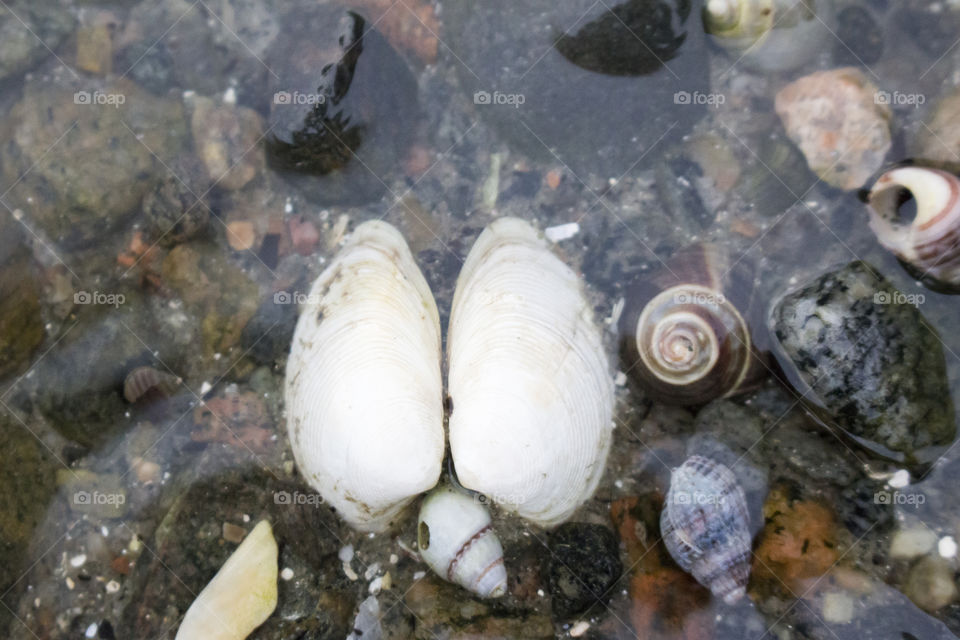 Seashells on the bottom of the sea 