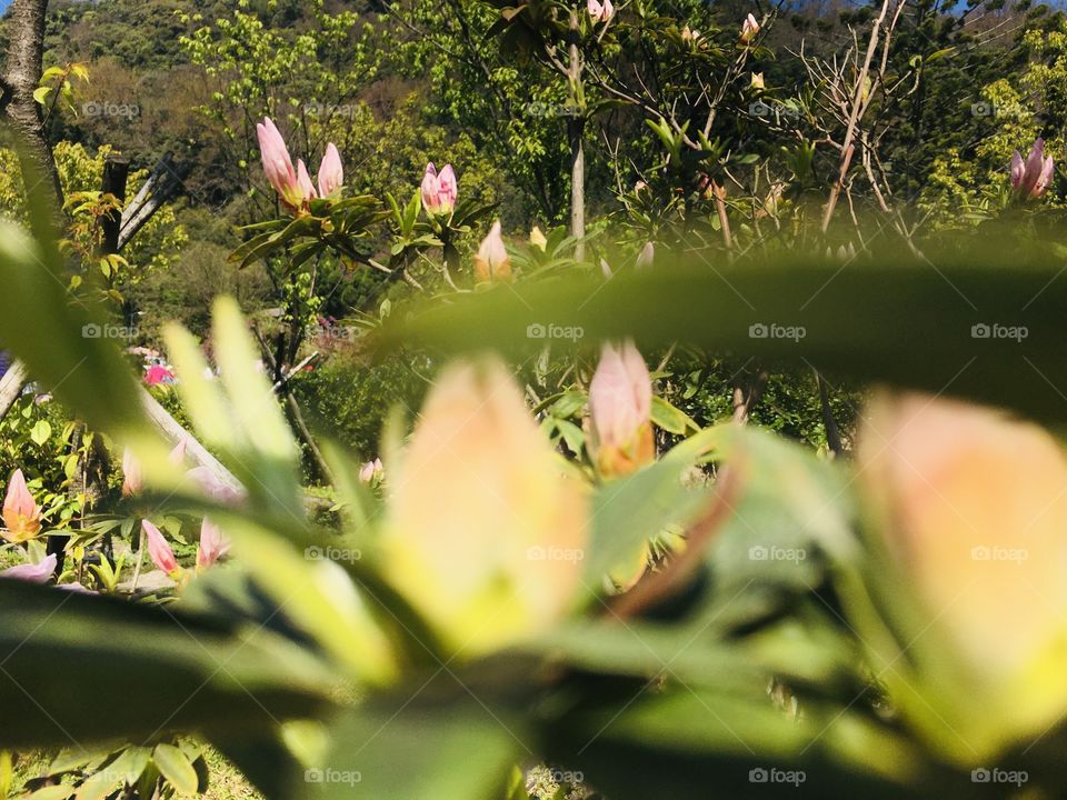 Buds of Magnolia , Magnolia is a large genus of about 210 flowering plant species in the subfamily Magnolioideae of the family Magnoliaceae. 