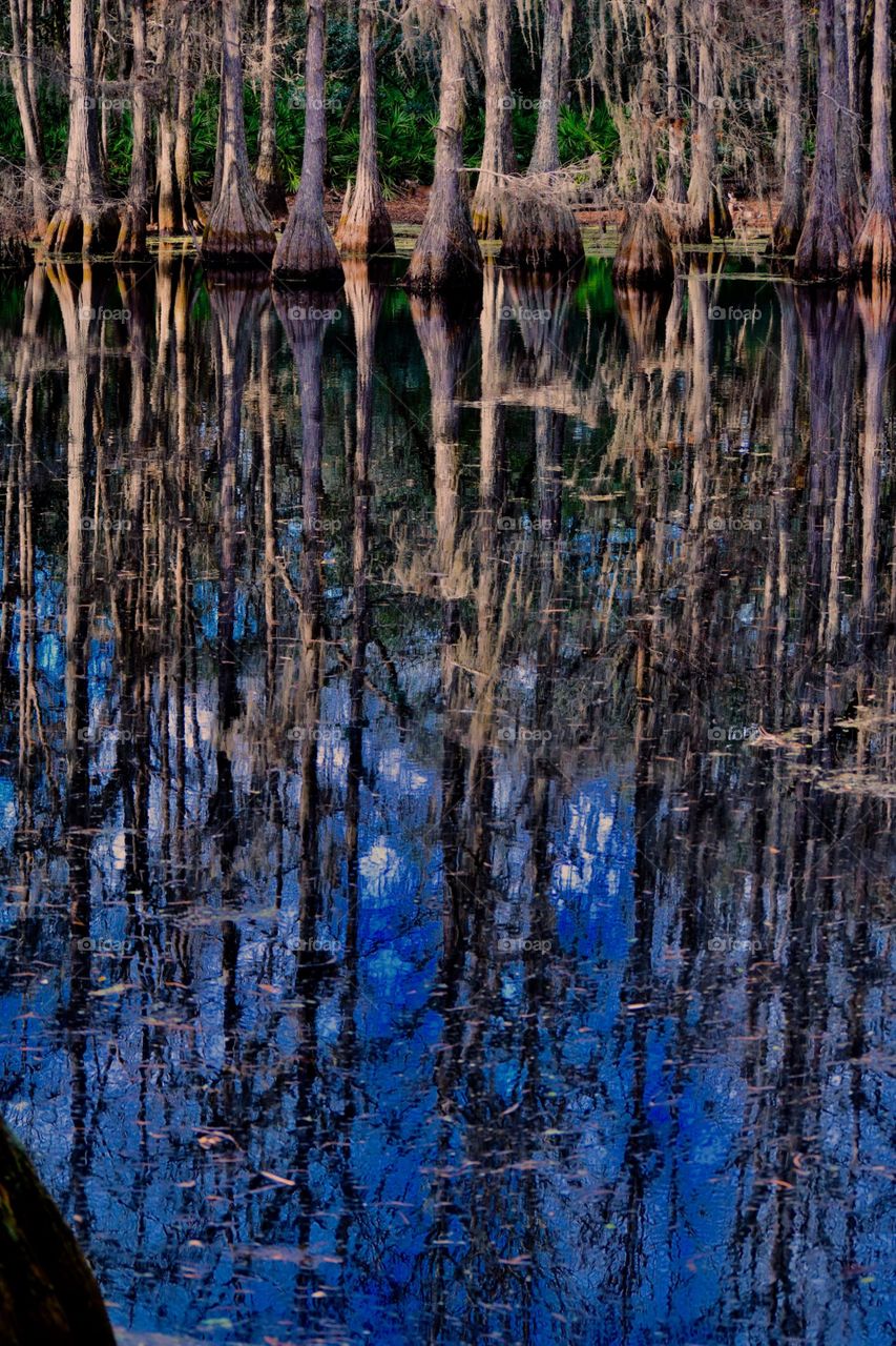 Swamp Life Reflections
