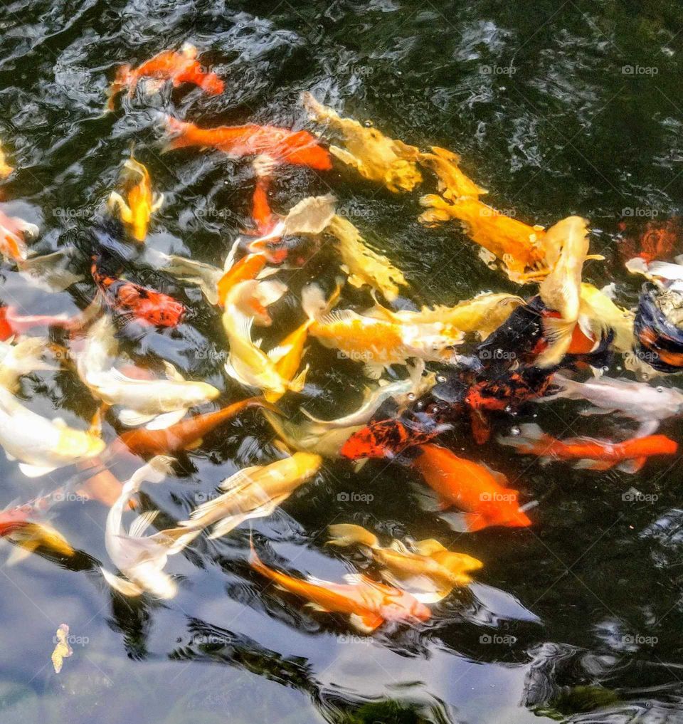 Color vs Black and White: vibrant and beautiful koi fishes.