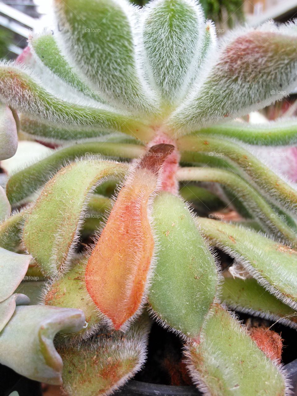 Prickly Plant. close up of a prickly succulent