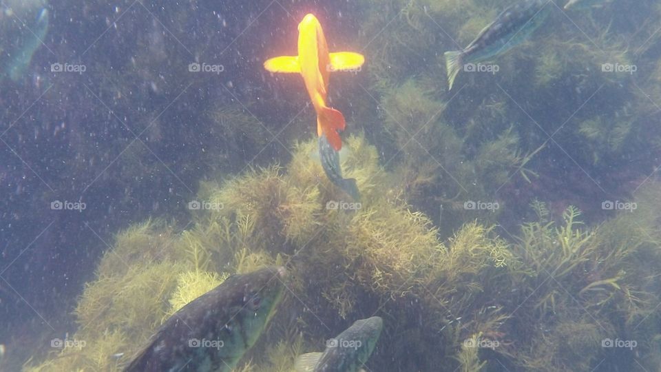 This fish looks like a cross