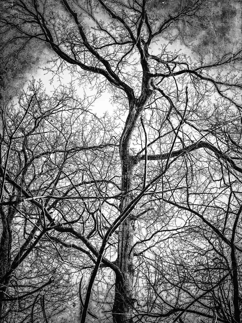 Underneath a massive tree