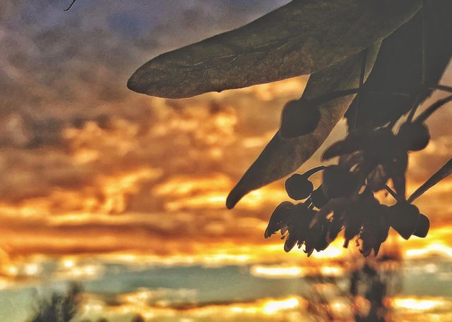 Silhouette at Sunset