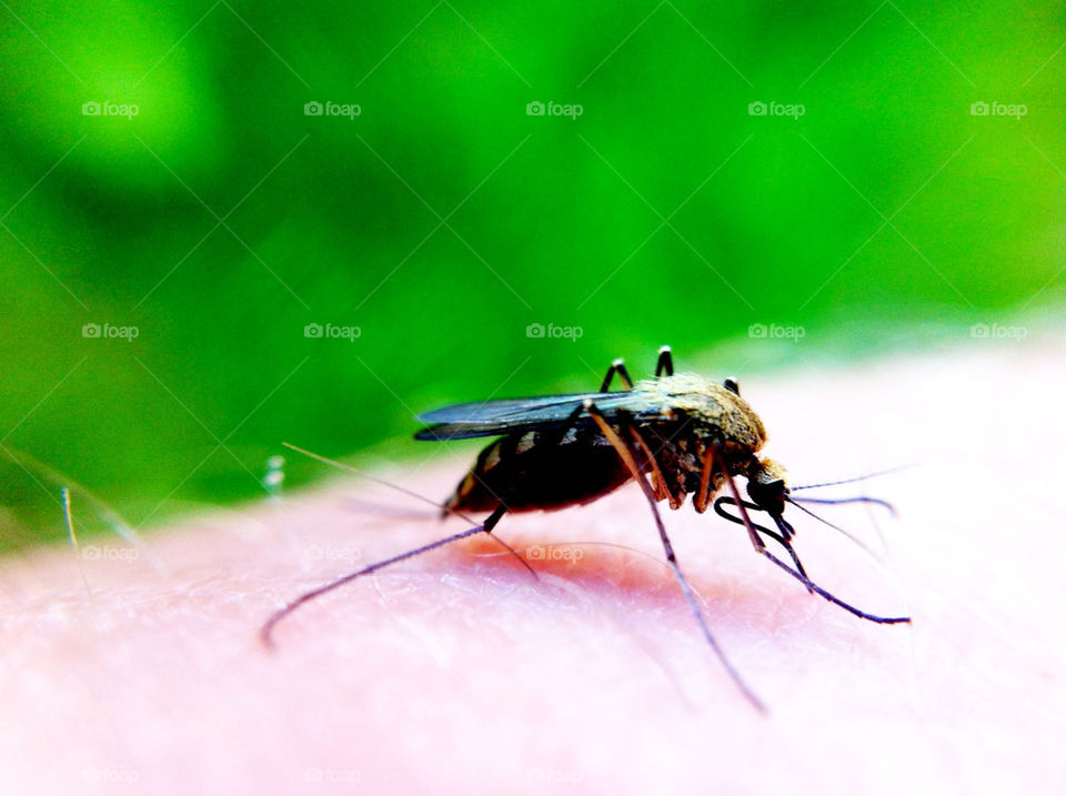 macro insects danger suger by ka71