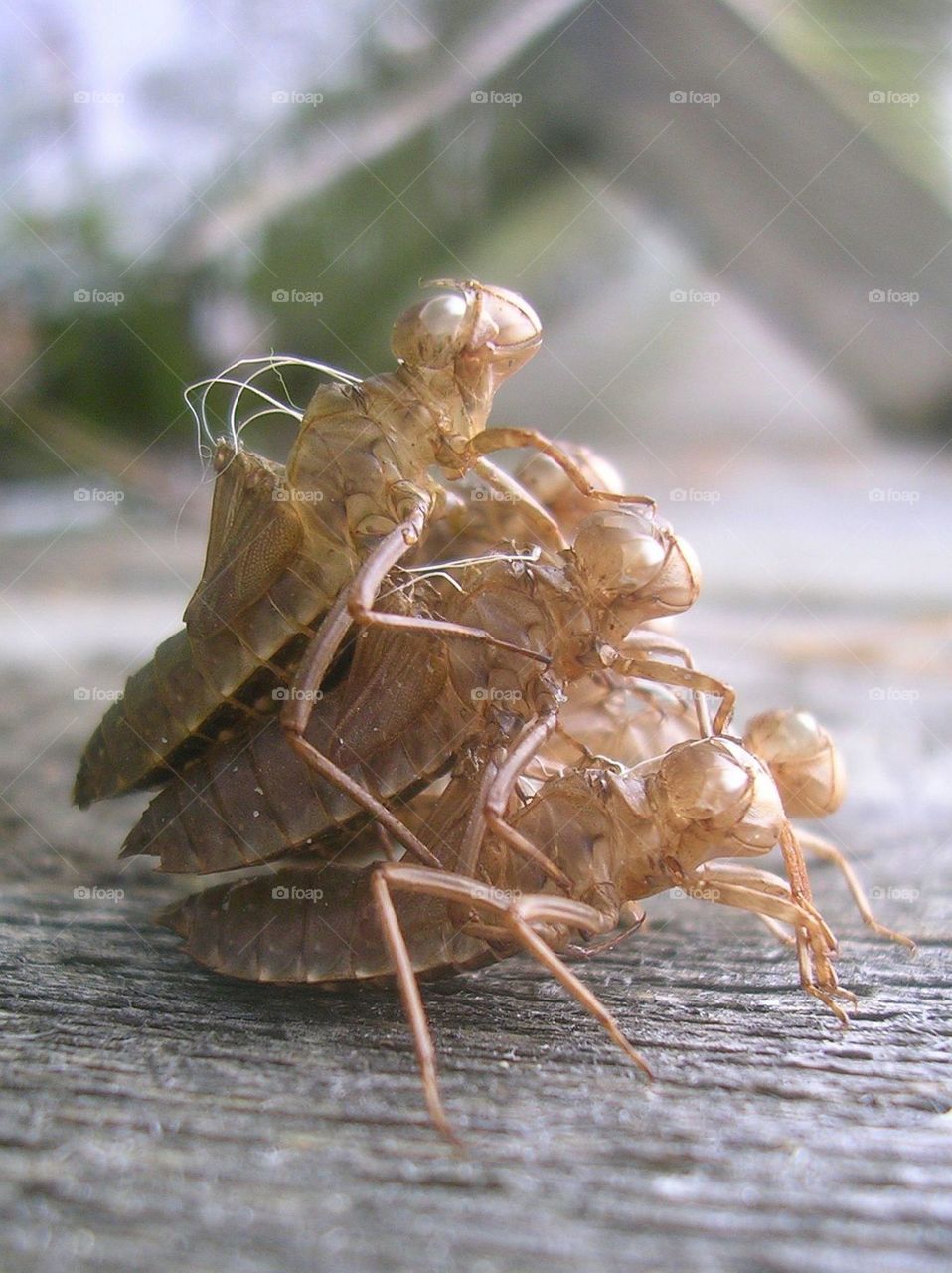 Dragonfly Scrum Smiling I. The pyramid express: we are greater than me.