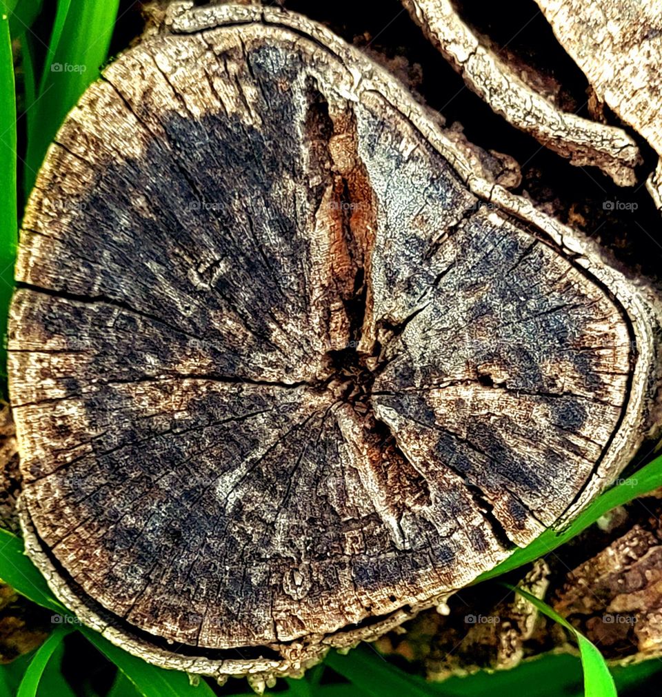 Old tree stump