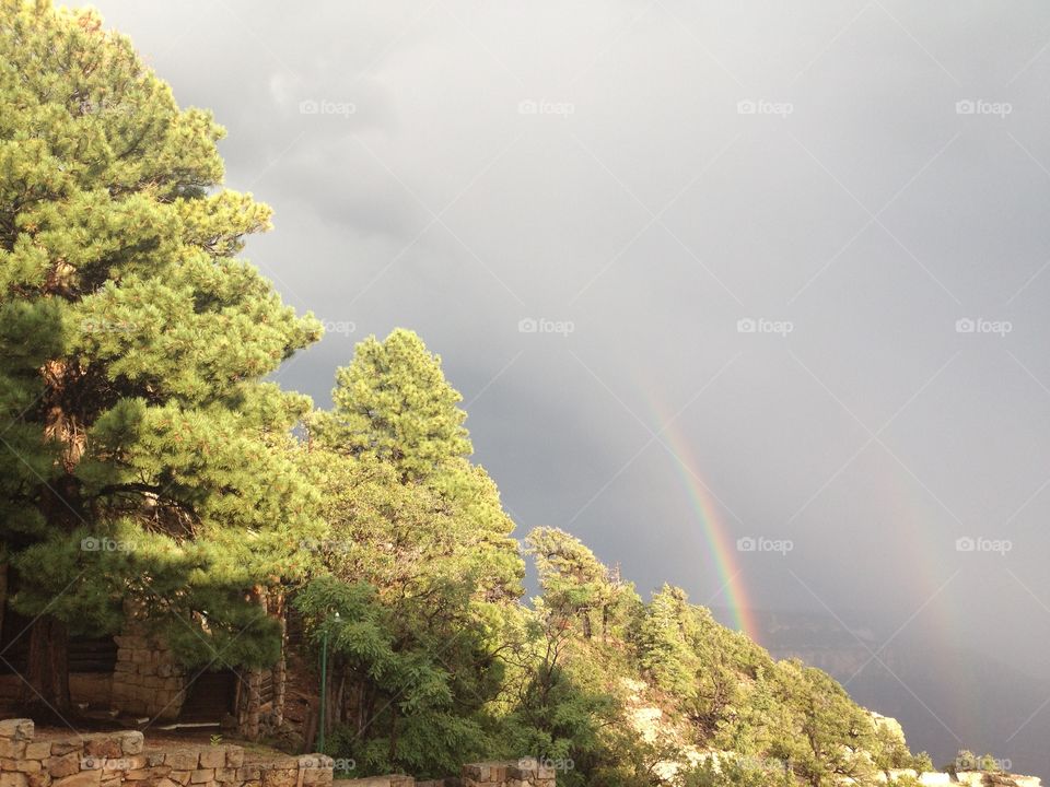 Rainbow over the woods 