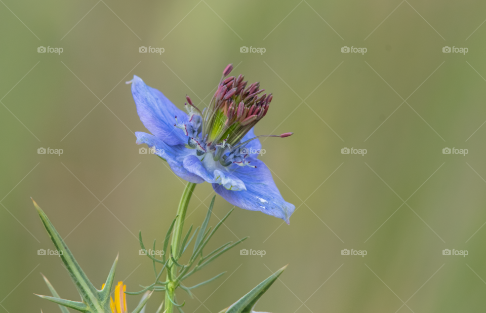 A single flower in the field