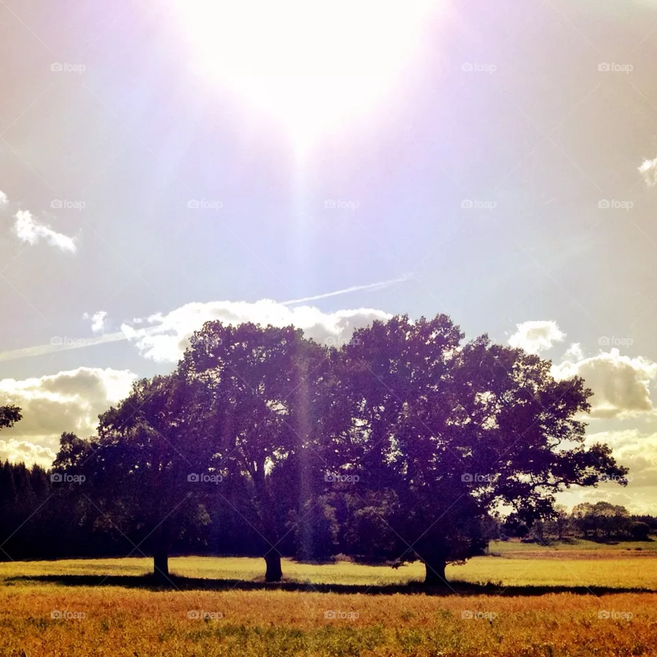 Oak