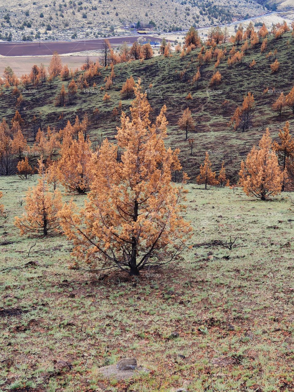 Wild grasses on a hillside began to grow again in spring contrasting with the juniper trees that are orange due to a fire the previous year. 