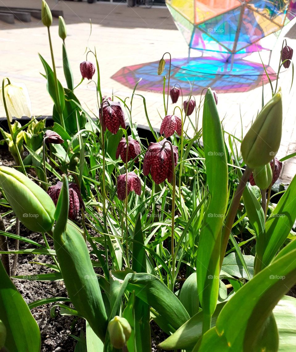 spring has sprung in Odense