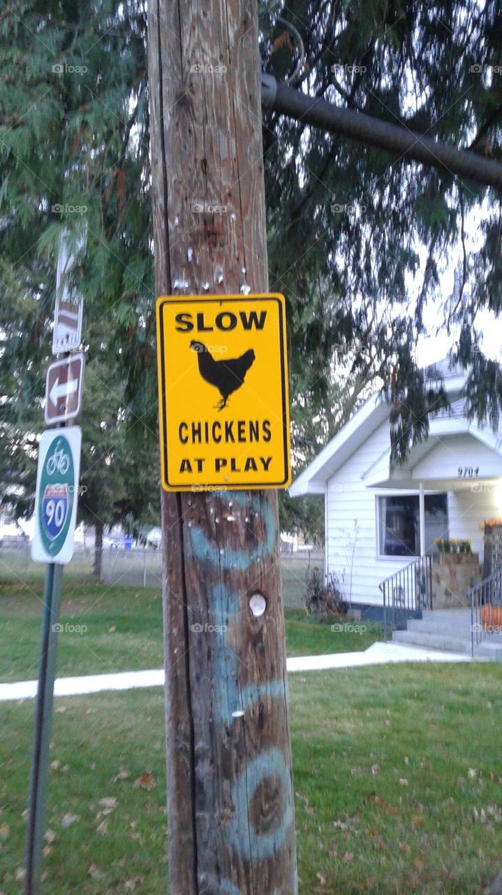 Say what...chickens