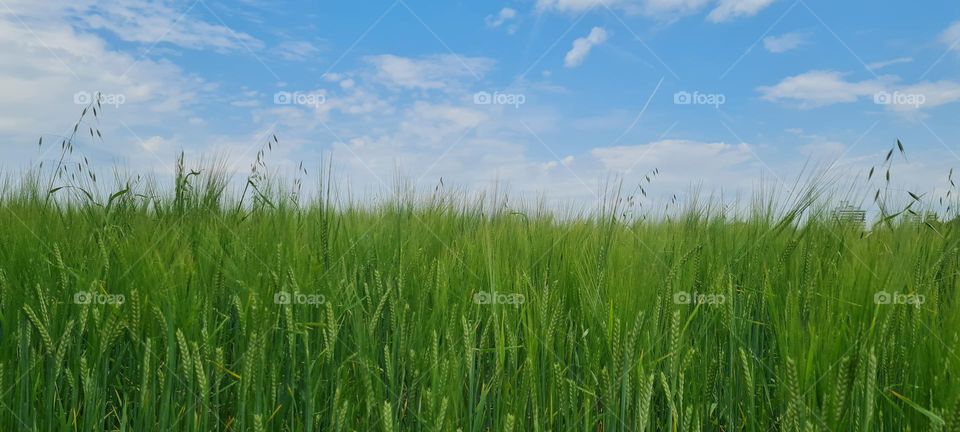 cornfield