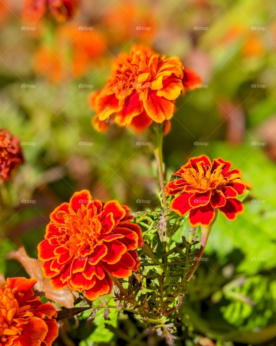 Marigold flowers