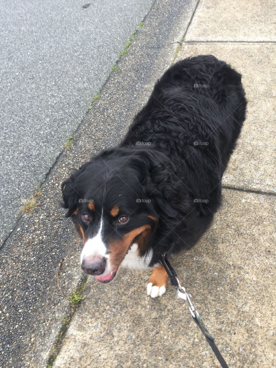 Super happy Bernese Mountain dog on a morning walk