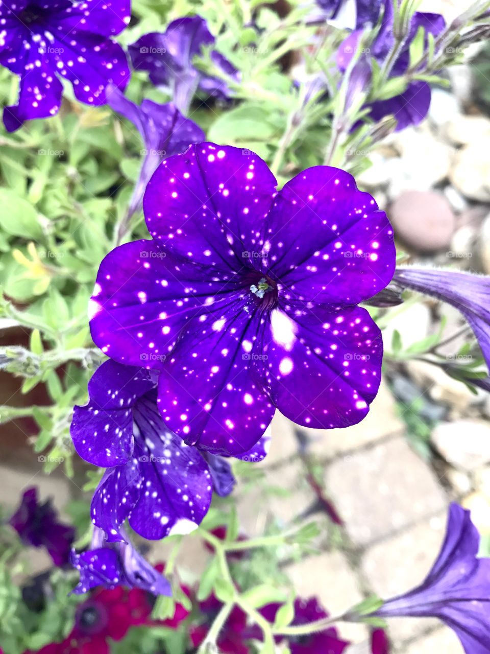 Gorgeous bright purple galaxy looking flower string out amongst others in garden! 