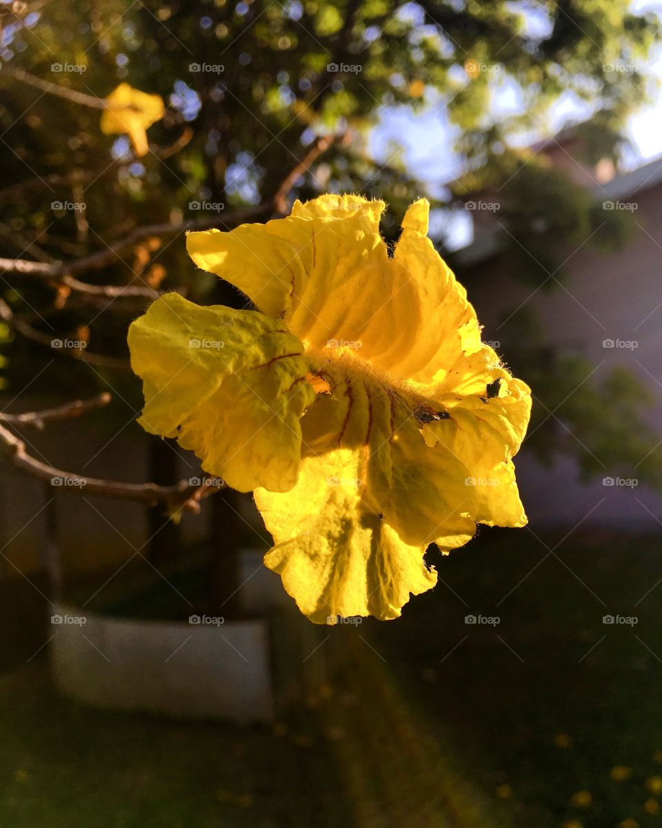 E o #entardecer com as #flores do #ipê amarelo sendo atravessadas pelos raios do #sol?
🌷 
#natureza #paisagem #fotografia #inspiração #landscapes