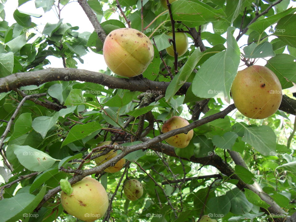 apricot tree