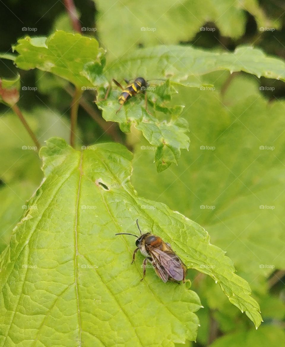 bee Biene käfer beetle blatt Insekten