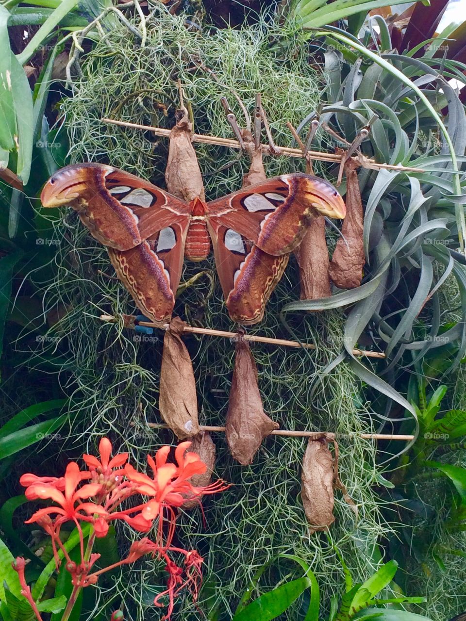 Giant Moth