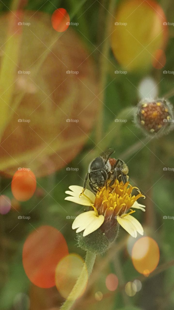 Bee, insecth,flower,natural