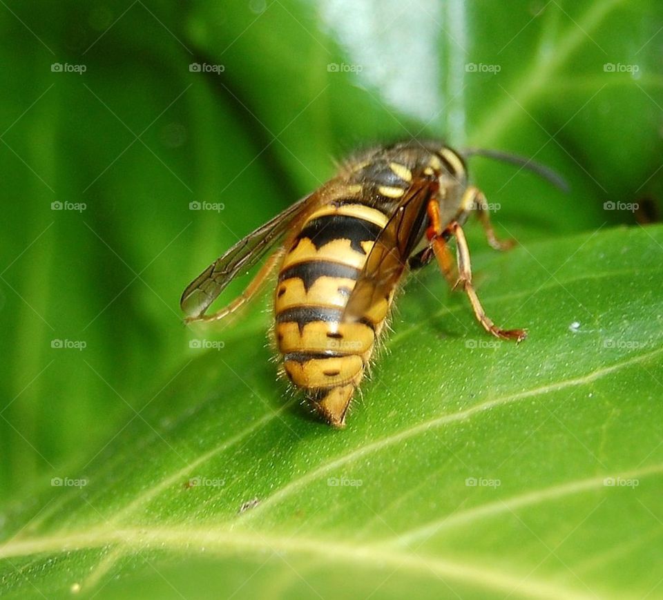 Extreme close up of a wasp resting on a leaf showing wings, legs and body in detail. 