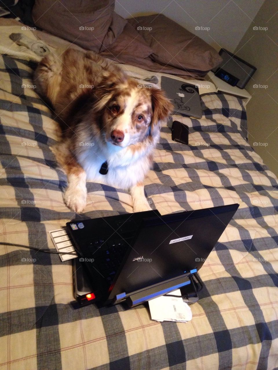 Dog computer