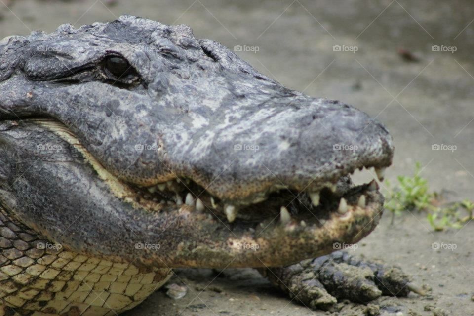 Crocodile on the prowl he’s hunting and hungry