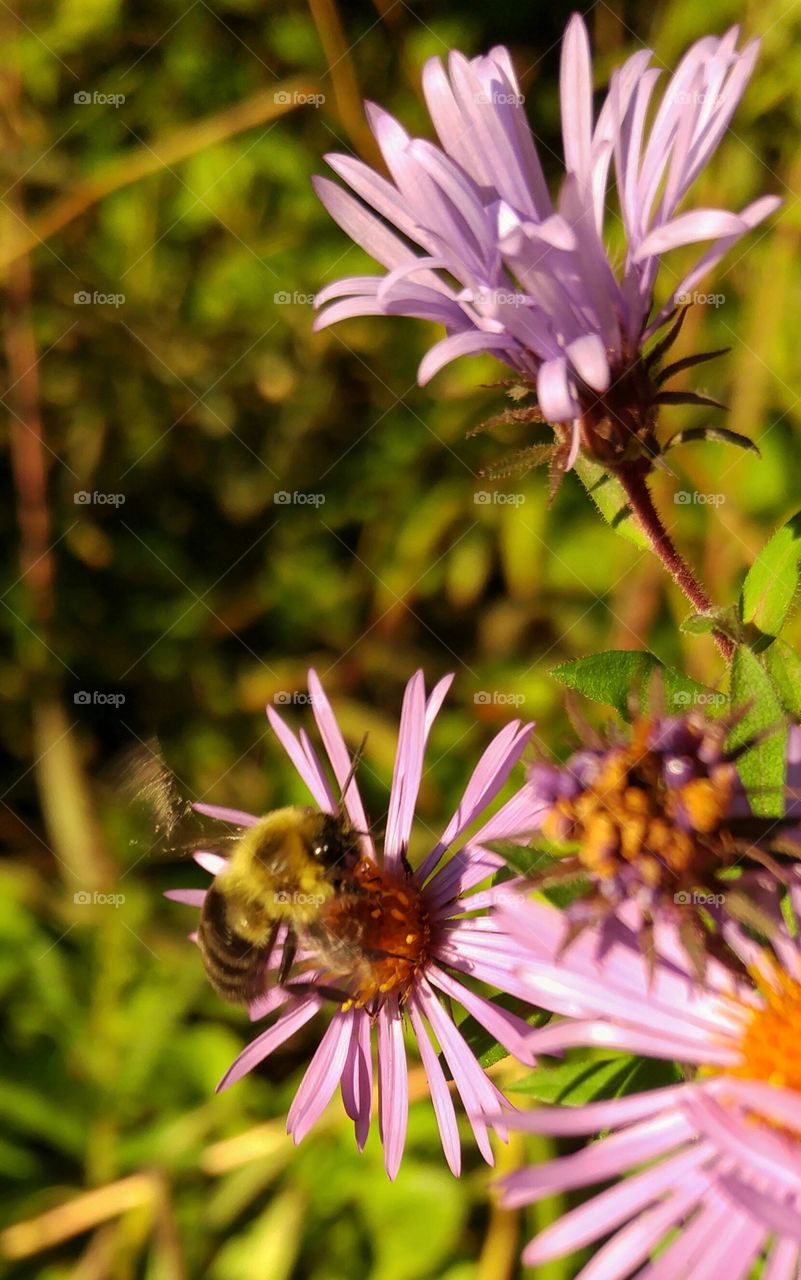 small honeybee pollinating purple flower