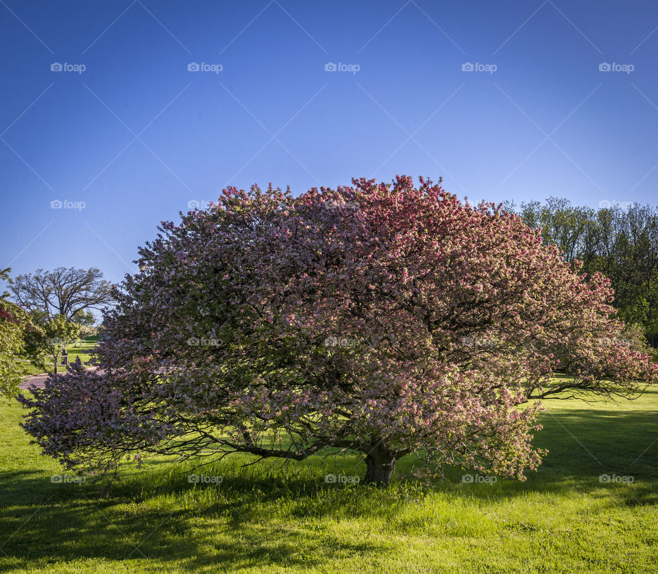 Blooming crabapple tree and spring time. Blooming crab apple tree with bright blue sky and dark green grass
