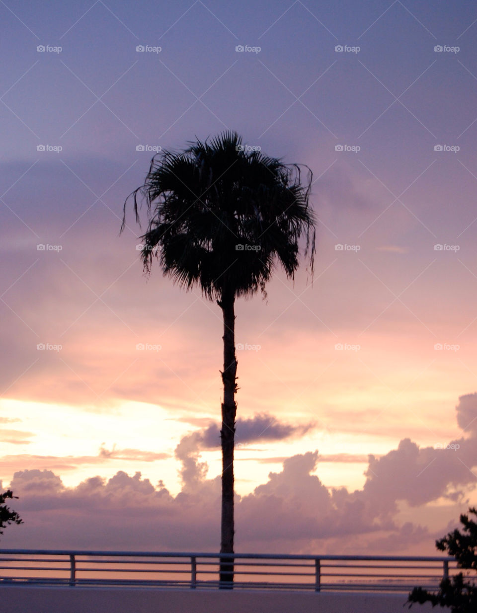Palm tree at Lido Key Florida
