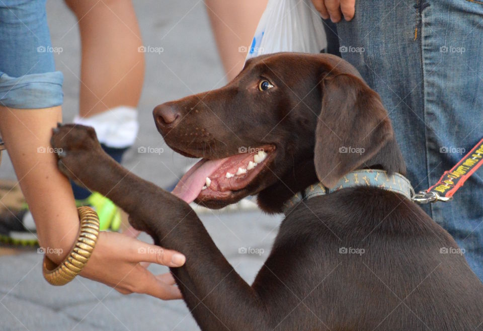 Just a very happy dog at his masters soccer game. She won, by the way!