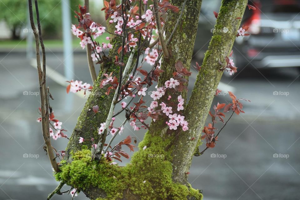Spring Blossom #cherry