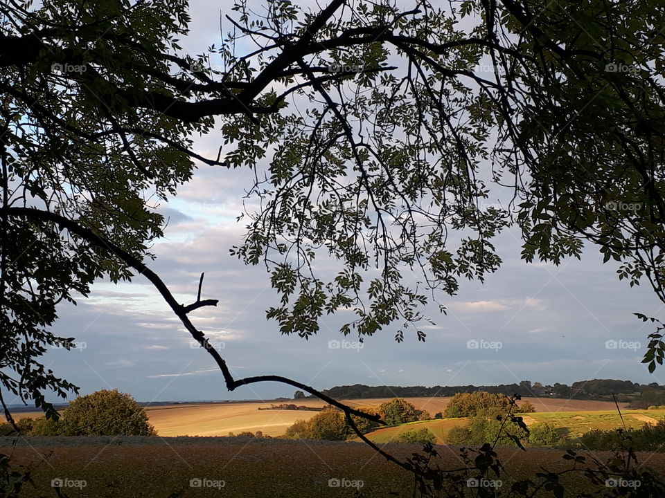 Tree, No Person, Landscape, Outdoors, Nature