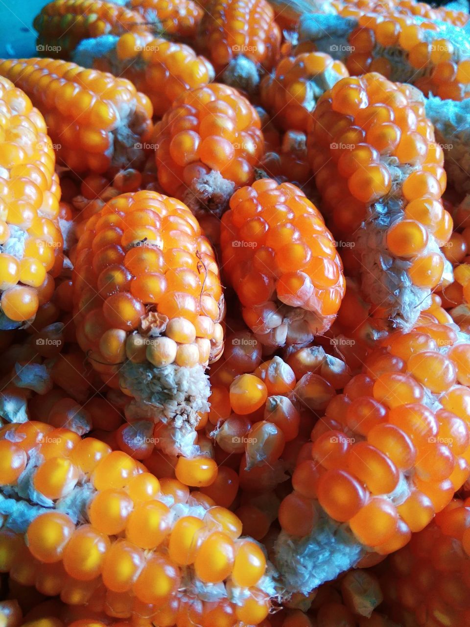 corn fruit