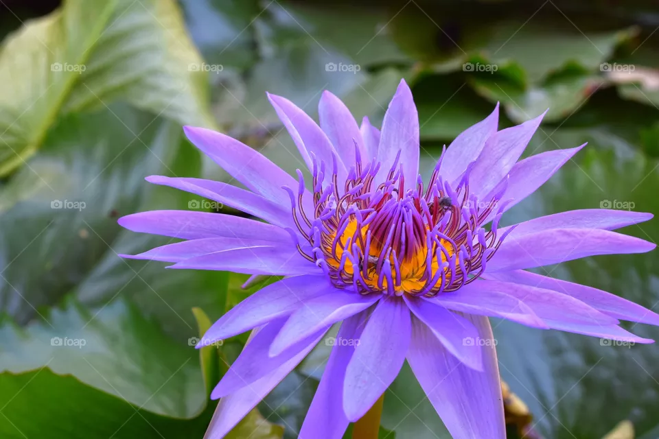 lotus