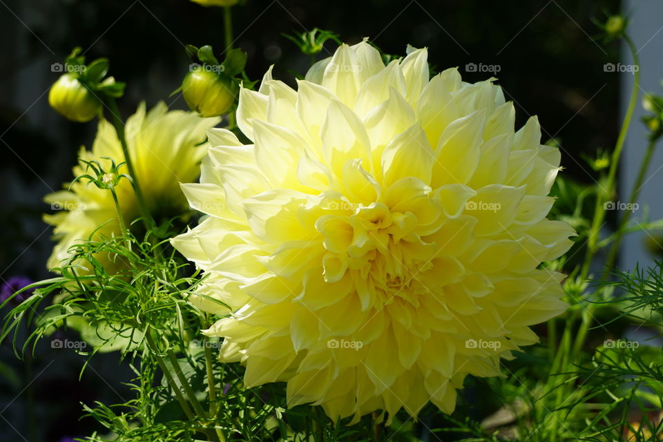 Cream colored dahlia bloom. 