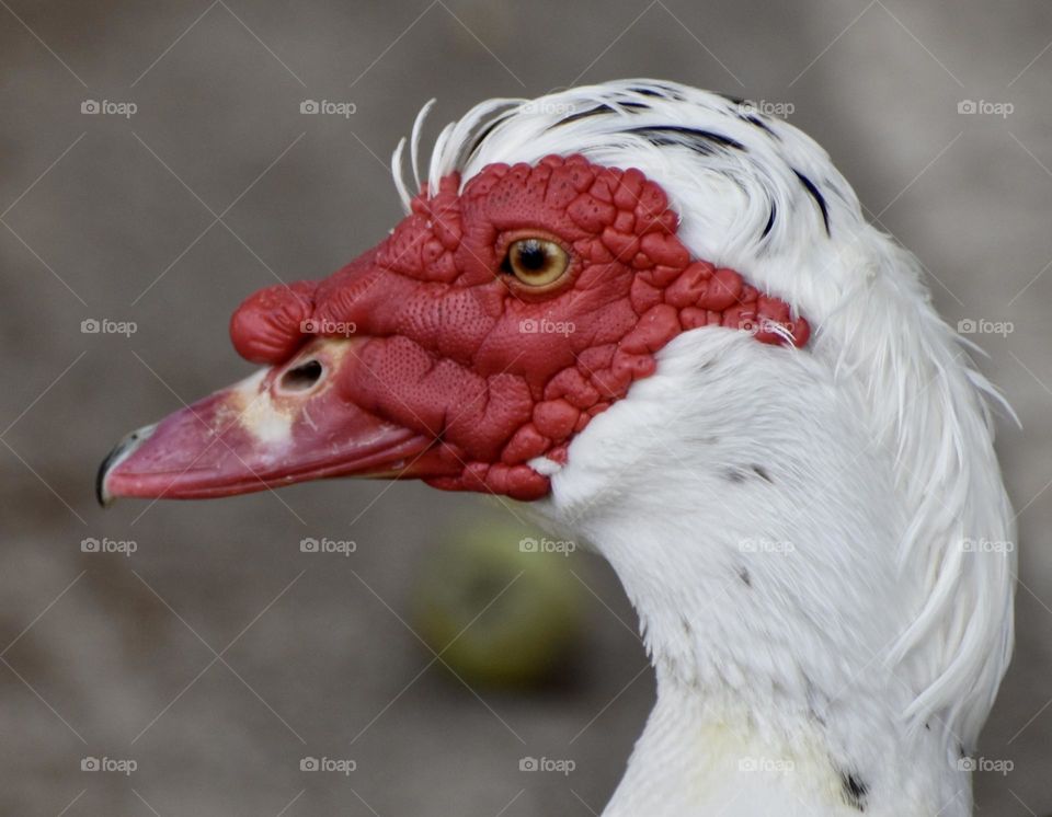 Portrait of a domestic duck
