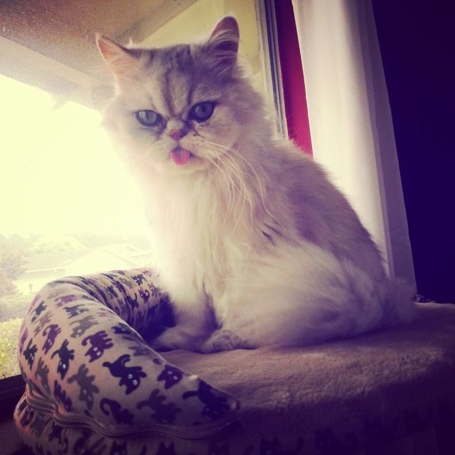 grumpy cat