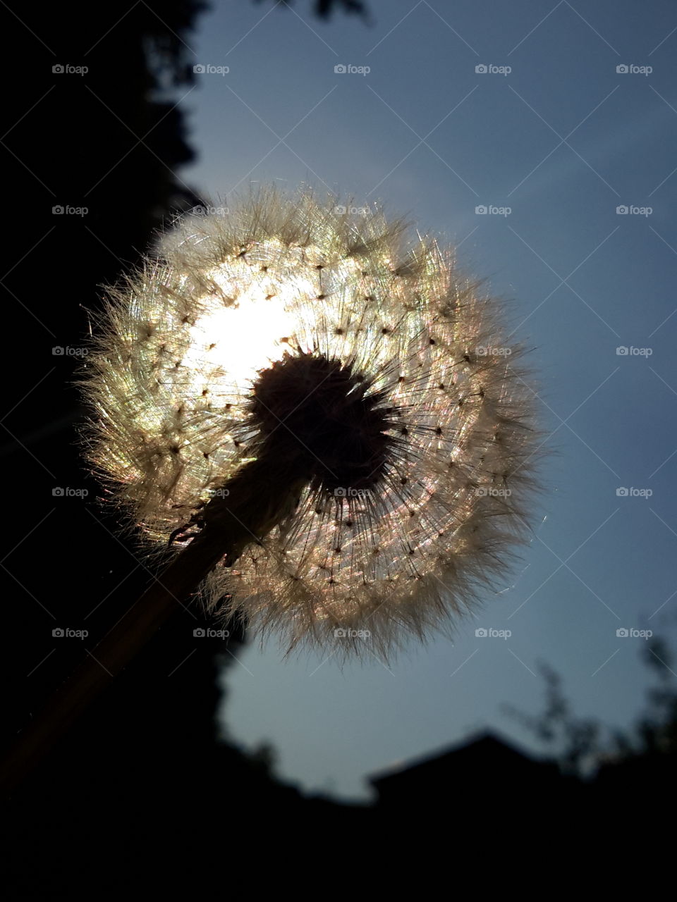 dandelion